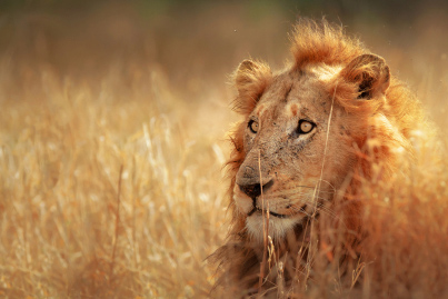 Lion South Africa Safaris