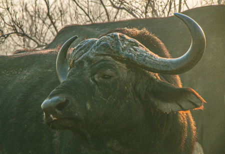 Buffalo-Kruger-National-Park