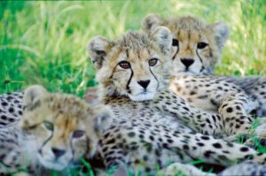 Cheetah cubs South Africa safari