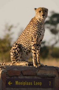 Cheetah sitting on mileage post in Kruger national Park Safari