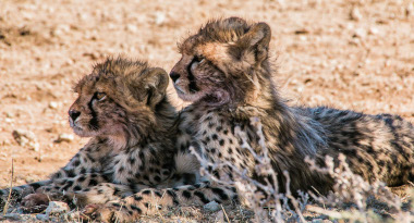 Cheetahs Kgalagadi safari