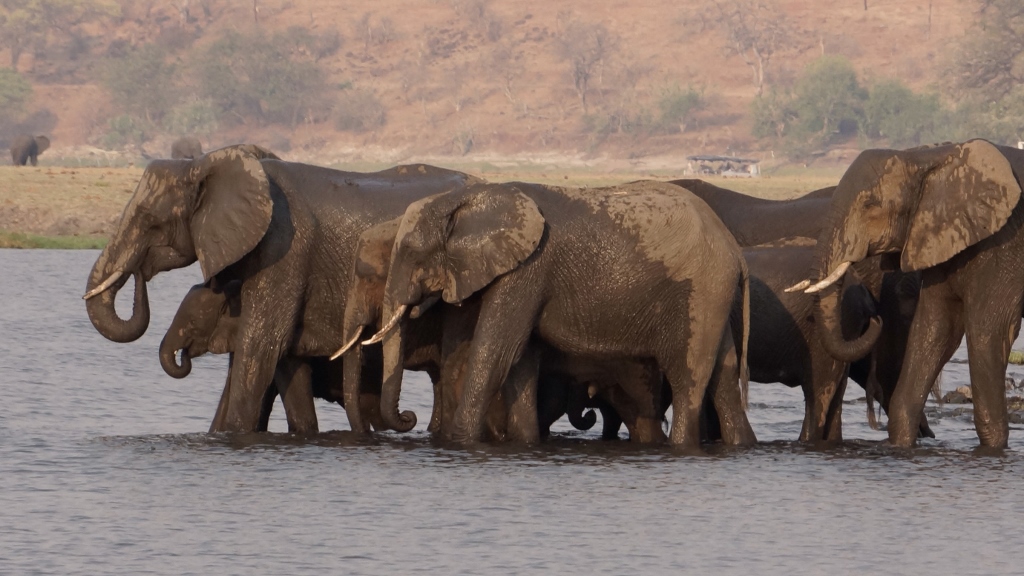 This image of chobe elephants Botswana Safari.