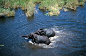 Chobe river Elephants Botswana Safari