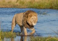 Duba Plains Lions Botswana Safari