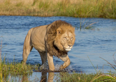 Duba Plains Lions Botswana Safari