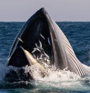 Eastern Cape sardine run whales feeding