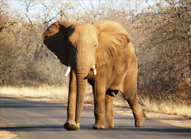 Elephant in Kruger national Park