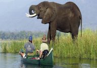 Elephant Mana Pool Zimbabwe Safari