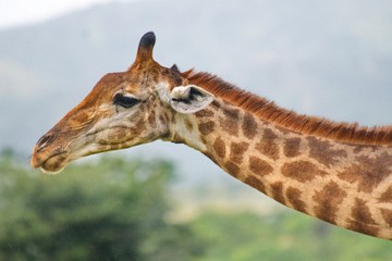 Giraffe Kruger National Park Safari.
