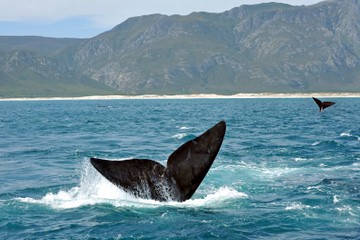 Hermanus Whale watching,South Africa