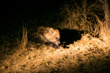 Hyena-night-game-drive-south-africa-safari