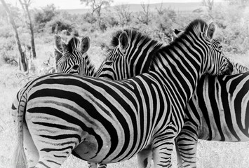 Zebras Mt Zebra National Park
