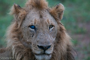 Lion Kruger National Park Safari