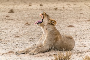 Lioness yawning South Africa Safari