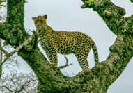 leopard South Africa Safari