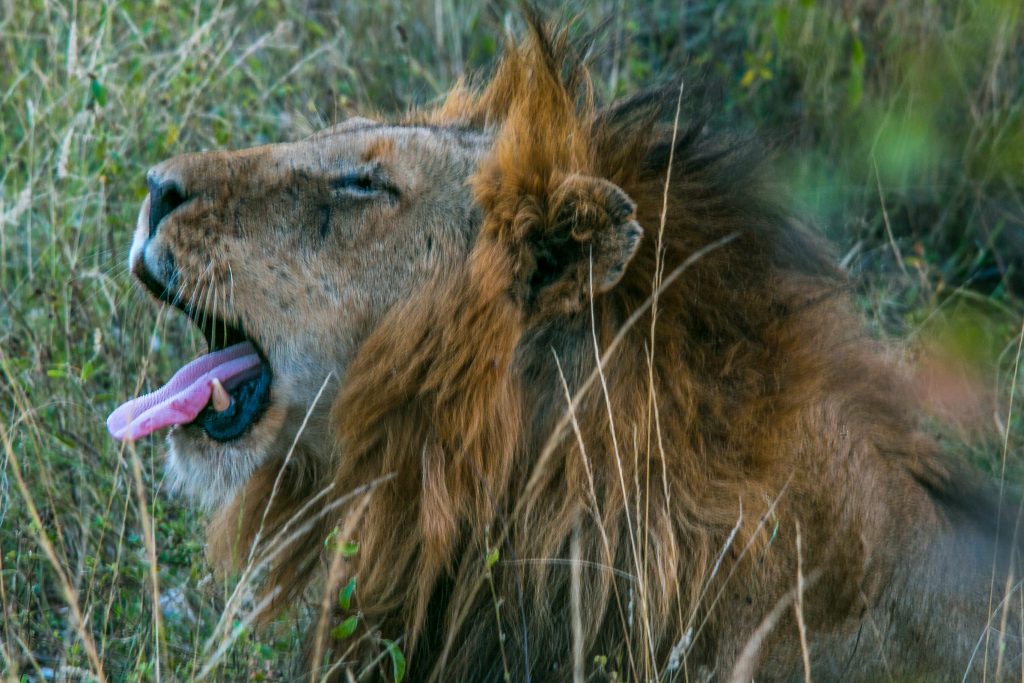 South Africa Safari Male lion