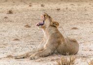 Kgalagadi Lion safari South Africa