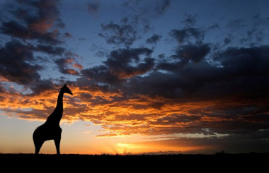Kgalagadi Girafee South africa safari