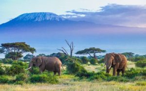 Kilimanjaro-National-Park-Tanzania -Safari.