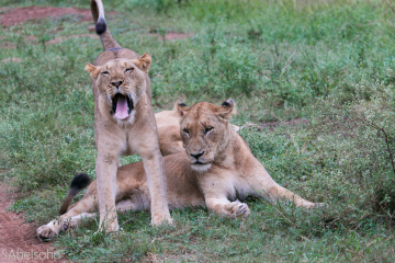 Lazy lion stretching in Kruger National Park
