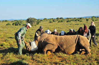 Kwandwe Rhino conservation safari