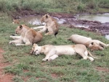 Lazy lions Kruger national Park safari