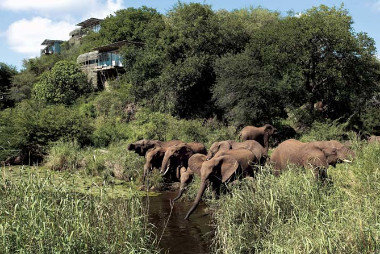 lebombo elephants kruger safari