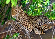 Leopard Africa safaris