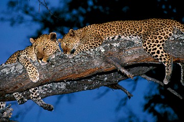 Leopard Mana Pools Rukomechi Camp Zimbabwe Safari
