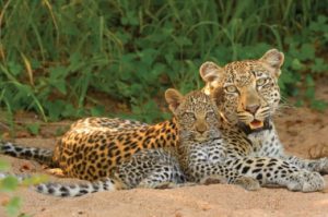 leopard and Cub Timbivati kruger park safari