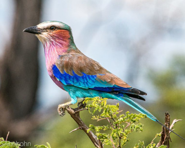 Lilac breasted roller South Africa Safari