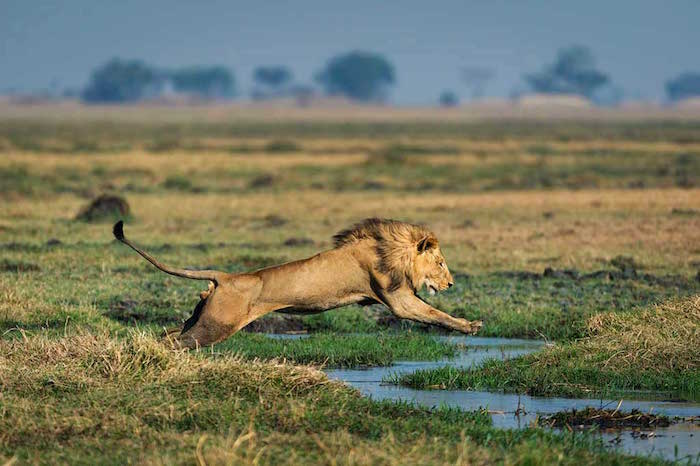 This Image of a lion Busanga swamps kafue National Park Zambia.