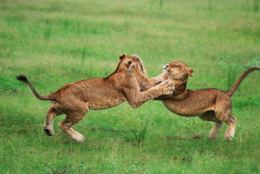 Lion cubs playing Botswana Safari