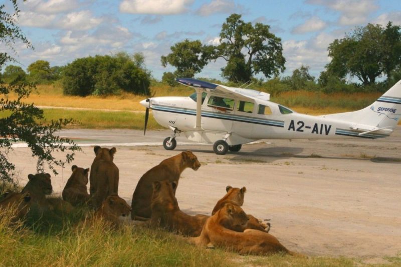 This image of lions at the airstrip for Mahango Park.