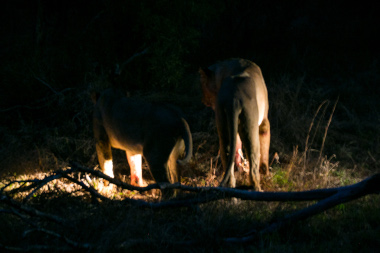 Lions on a night game drive