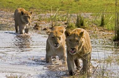 Lions Selinda reserve Botswana