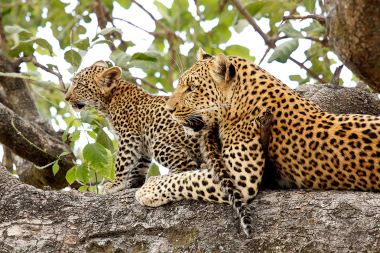 Little Momba Leopards
