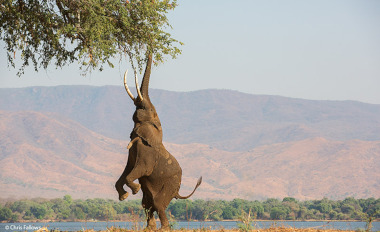 Mana Pool elephant Zimbabwe safari