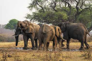 elephants caprivi strip Namibia safari