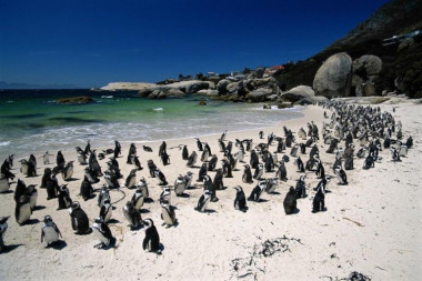 Penguins boulders beach cape Town