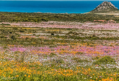 Postberg Spring flowers cape Town