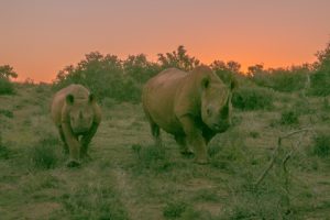 Rhinos eastern cape safari