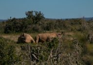 Sleeping rhinos on a Eastern Cape walking safari