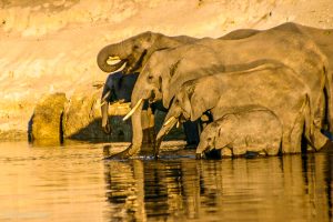 Chobe River Elephants Botswana Safari