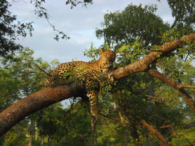 South Africa Safari Leopard