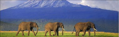 amboseli national park kenya vegan safari