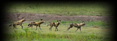 Chobe Wild dogs Botswana Safari