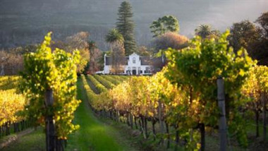 constantia -vineyards