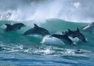 Dolphins South Africa