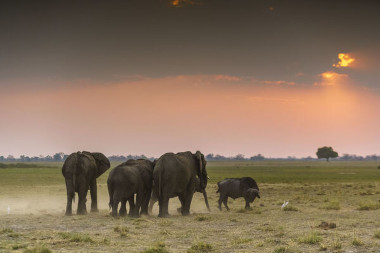 elephants .Mahango Game Reserve, Bwabwata National Park,